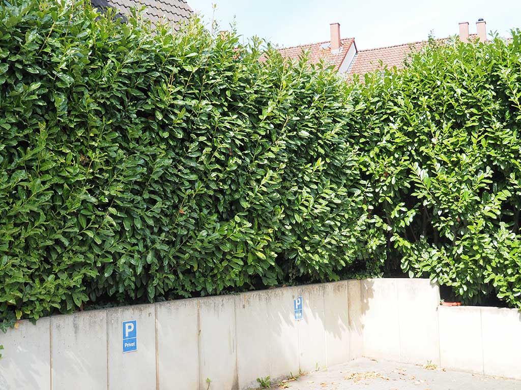 Form-Hecken: Alternativen zu Thuja und Kirschlorbeer  Landesbetrieb  Landwirtschaft Hessen
