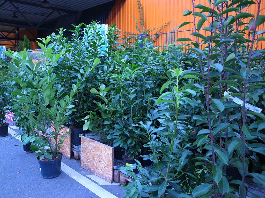 Form-Hecken: Alternativen zu Thuja und Kirschlorbeer  Landesbetrieb  Landwirtschaft Hessen