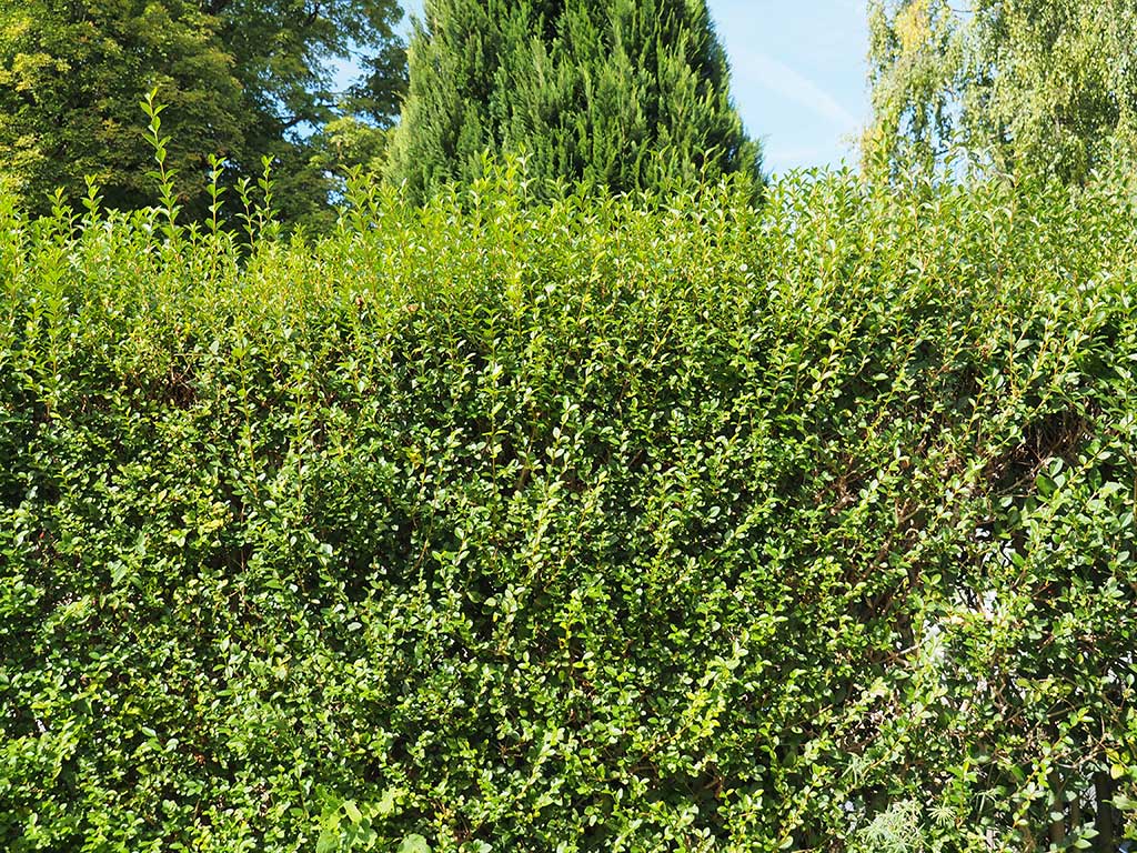 stephanotis blüht nicht Madagaskar-Jasmin