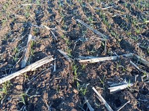 Feld mit aufgehendem Getreide, dazwischen große Maisstoppel
