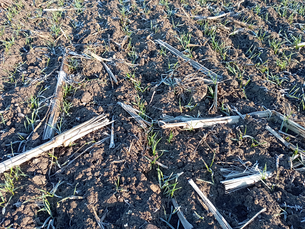 Feld mit aufgehendem Getreide, dazwischen große Maisstoppel