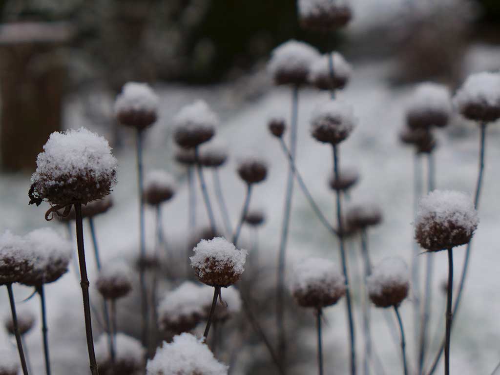 alte schneebedeckte Blütenstände