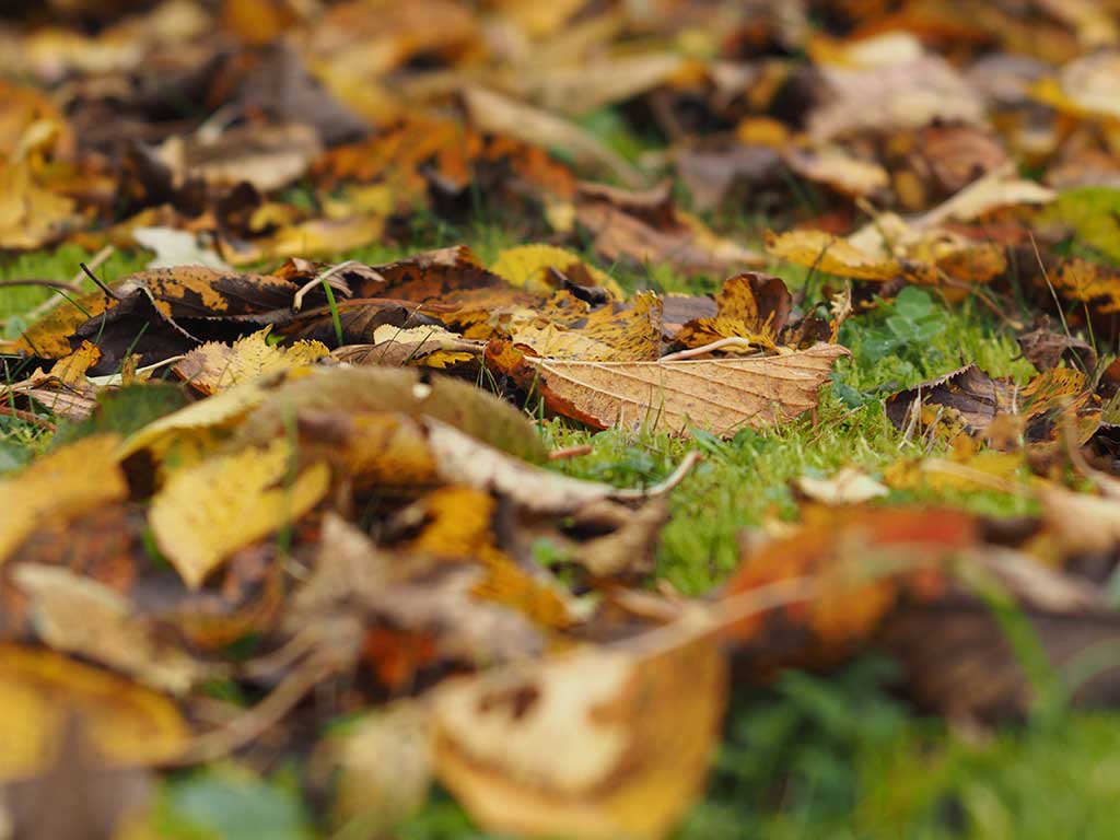 gelb-braunes Herbstlaub liegt auf einer Wiese.