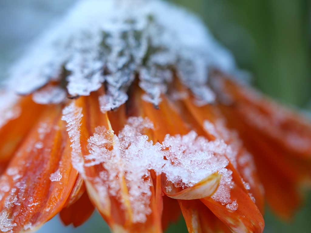 orange Ringelblumenblüte, die mit Eiskristallen bedeckt ist