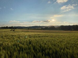 Gerstenfeld bei Sonnenuntergang