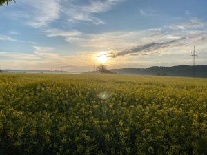 Rapsfeld im Sonnenaufgang