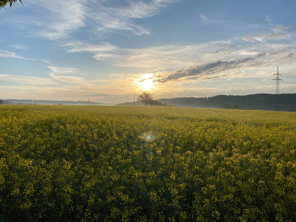 Rapsfeld im Sonnenaufgang