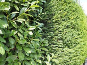 Form-Hecken: Alternativen zu Thuja und Kirschlorbeer  Landesbetrieb  Landwirtschaft Hessen