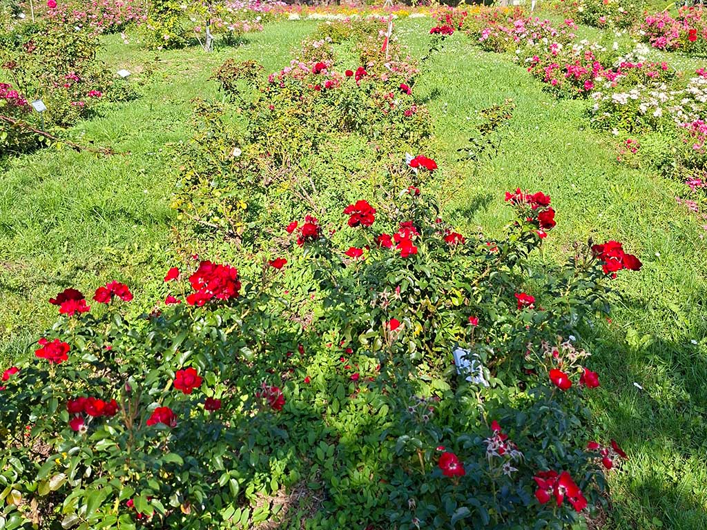 Blick in ein Rosenbeet