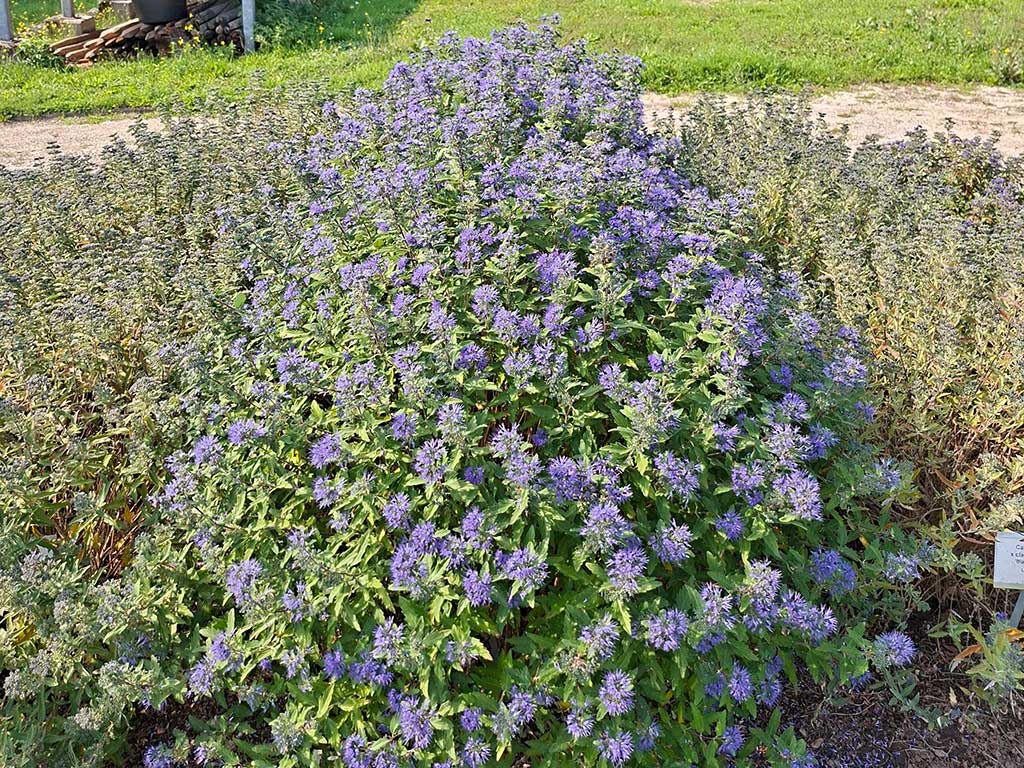 Blau blühender Strauch in einem Beet