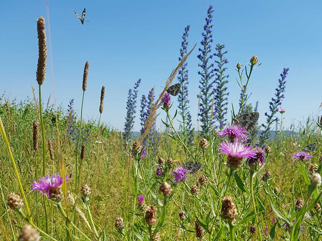 artenreiche Wie im Sommer; man sieht Schmetterlinge und viele Wildblumen; im Vordergrund lila blühende Flockenblumen