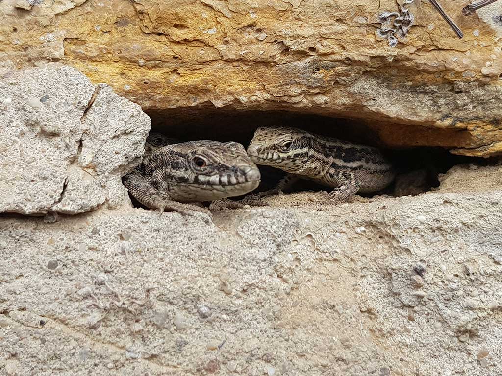 2 Mauereidechsen schauen aus einer Natursteinmauerritze
