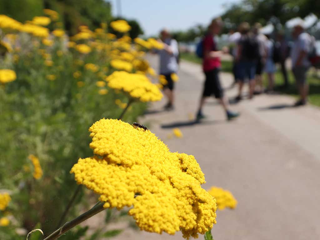 gelbblühende Schafgarbe mit Wildbiene; im Hintergrund eine Personengruppe