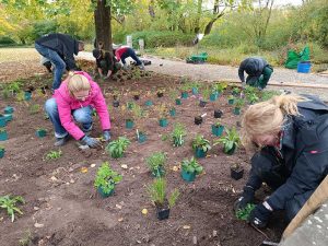 Personengruppe beim Pflanzen von Stauden in einem vorbereiteten Beet auf dem Töpfe mit Staudenpflanzen verteilt sind