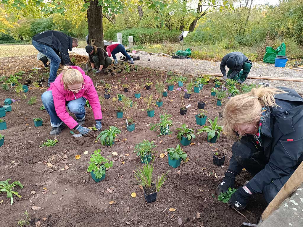 Personengruppe beim Pflanzen von Stauden in einem vorbereiteten Beet auf dem Töpfe mit Staudenpflanzen verteilt sind