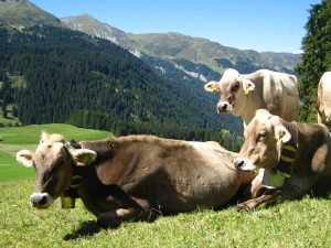 3 Kühe in Südtirol