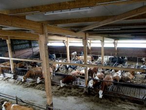 Blick in einen Stall mit fressenden Rindern