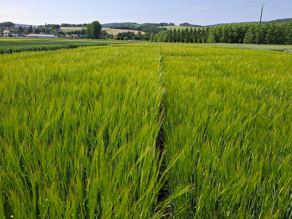 Blick über ein grünes Gerstenfeld, im Hintergrund einige Bäume und Bebauung.