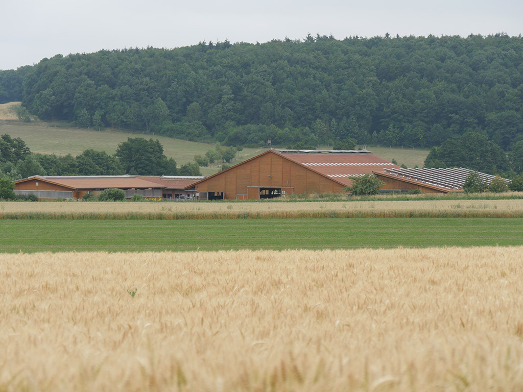 Getreidefeld, dahinter landwirtschaftliche Gebäude und Wald