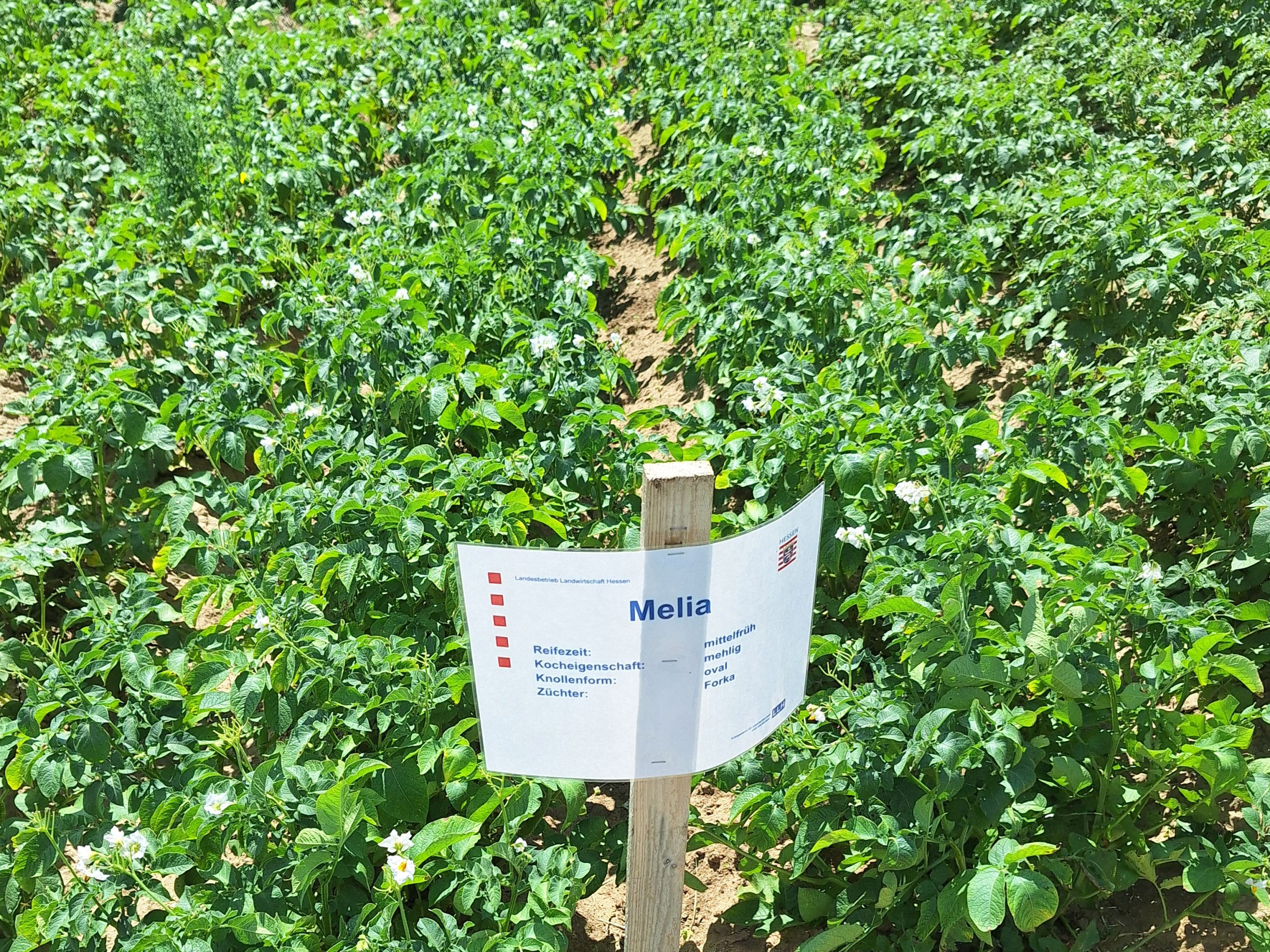 Blick in ein dichtes Kartoffelfeld. Im Vordergrund steht ein Schild mit Informationen zum Versuch.