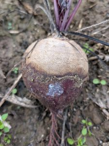 Rote Bete mit weißlichem Belag
