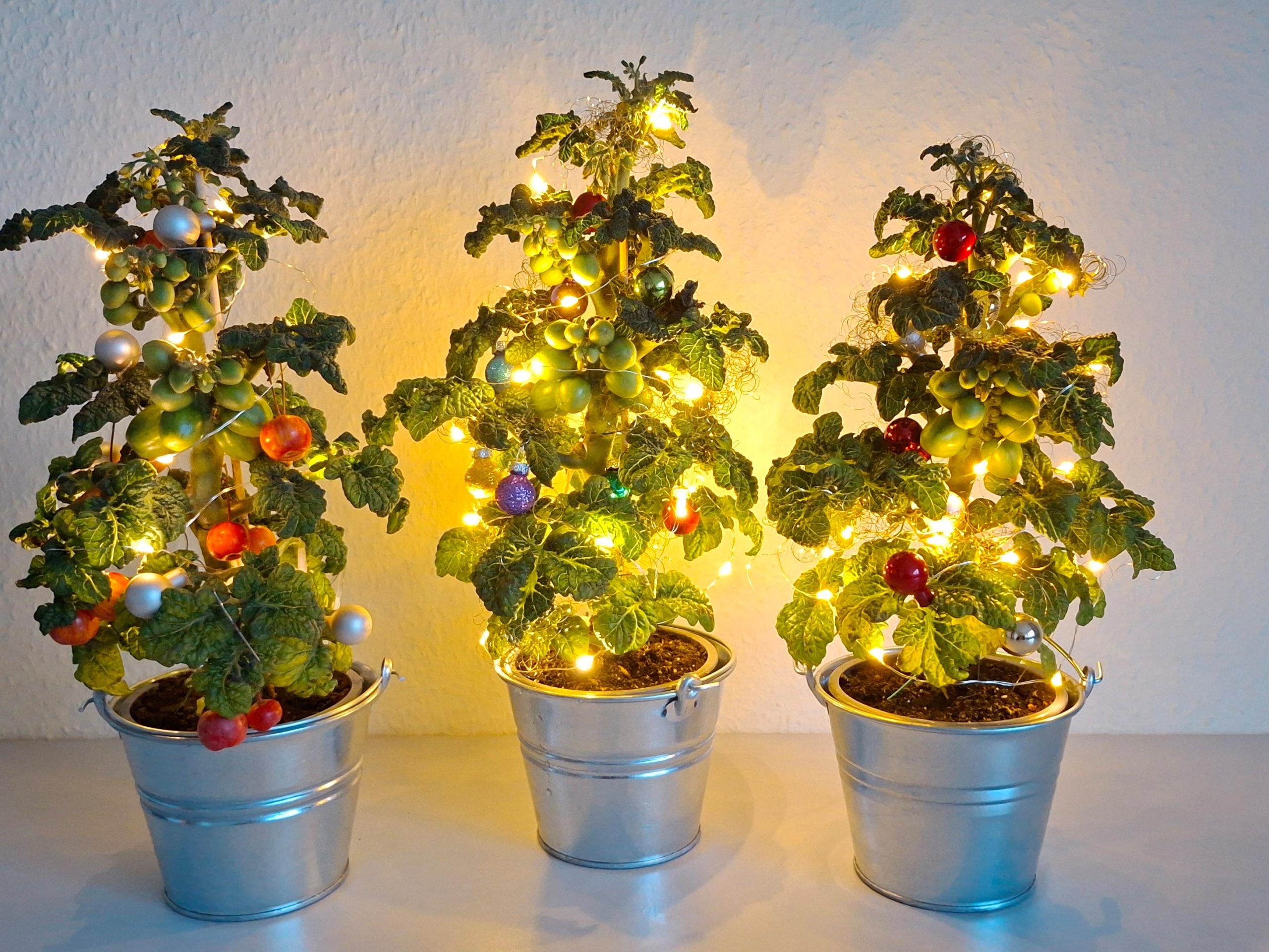 Drei Weihnachtsbaumtomaten mit Lichterketten und Deko.