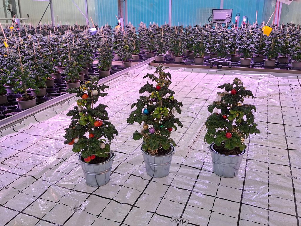 3 dekorierte Weihnachtsbaumtomaten im Gewächshaus. Im Hintergrund sind viele Tomatenpflanzen zu sehen.