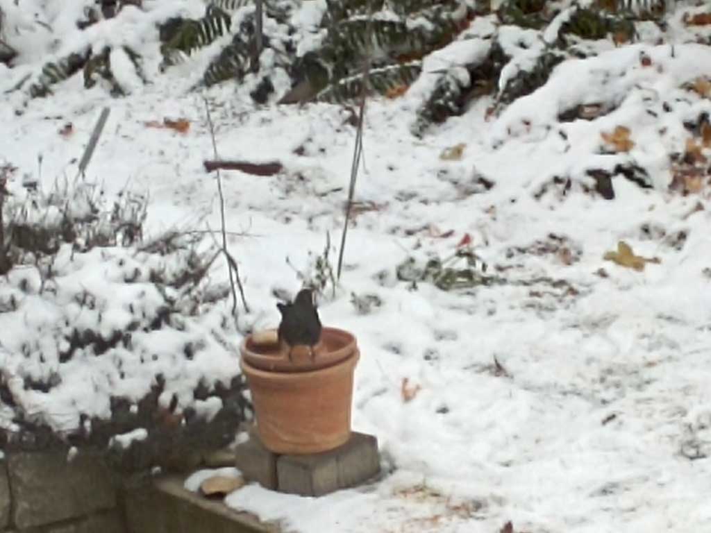 Vogeltränke im Schnee mit Amsel
