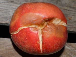 roter geplatzer Apfel mit teils matschigem Fruchtfleisch