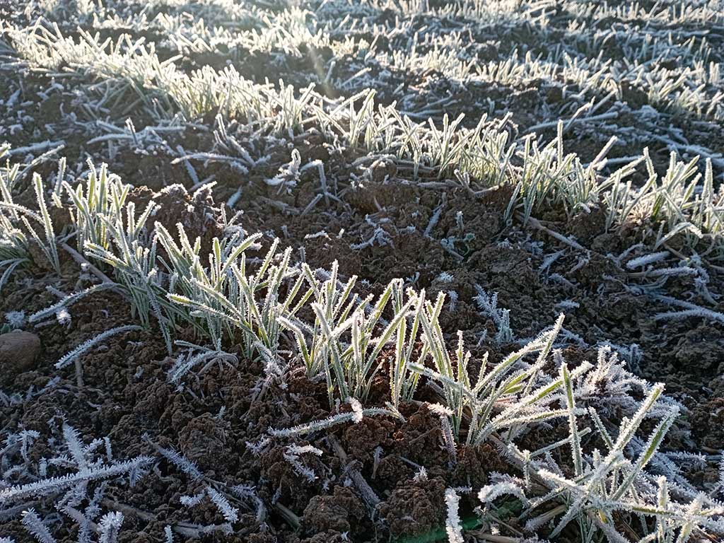 Winterweizenpflanzen (Öko-Dinkel) auf einem frostigen Feld