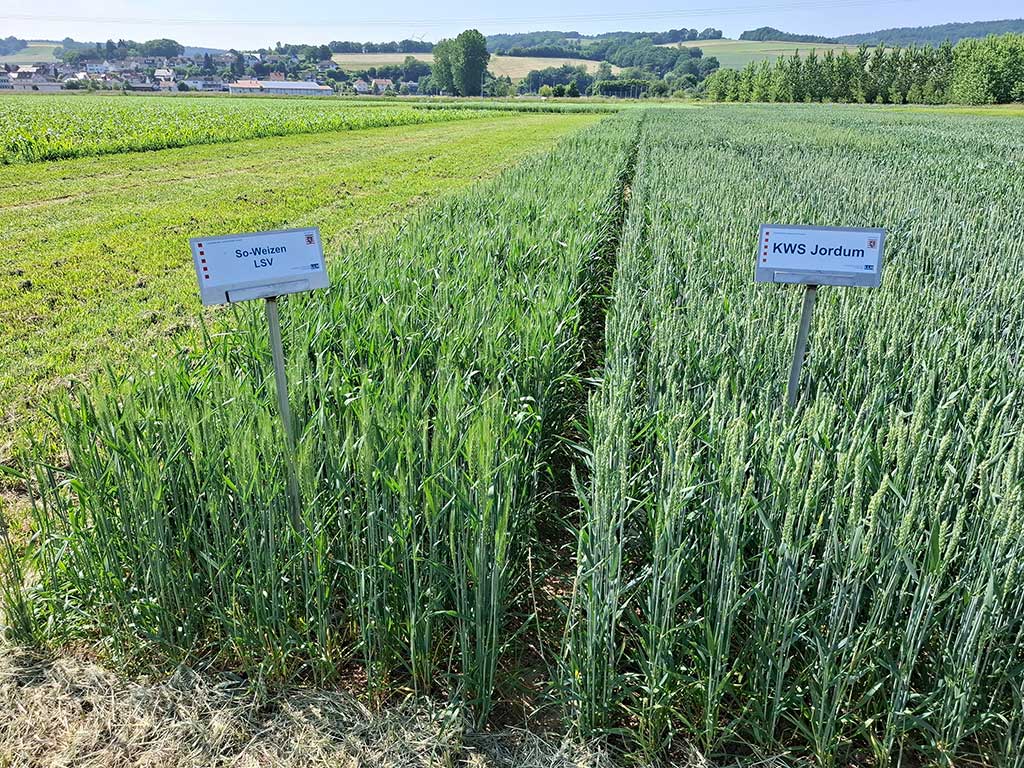 beschilderte Versuchsfeldfläche mit verschiedenen Sorten Sommerweizen