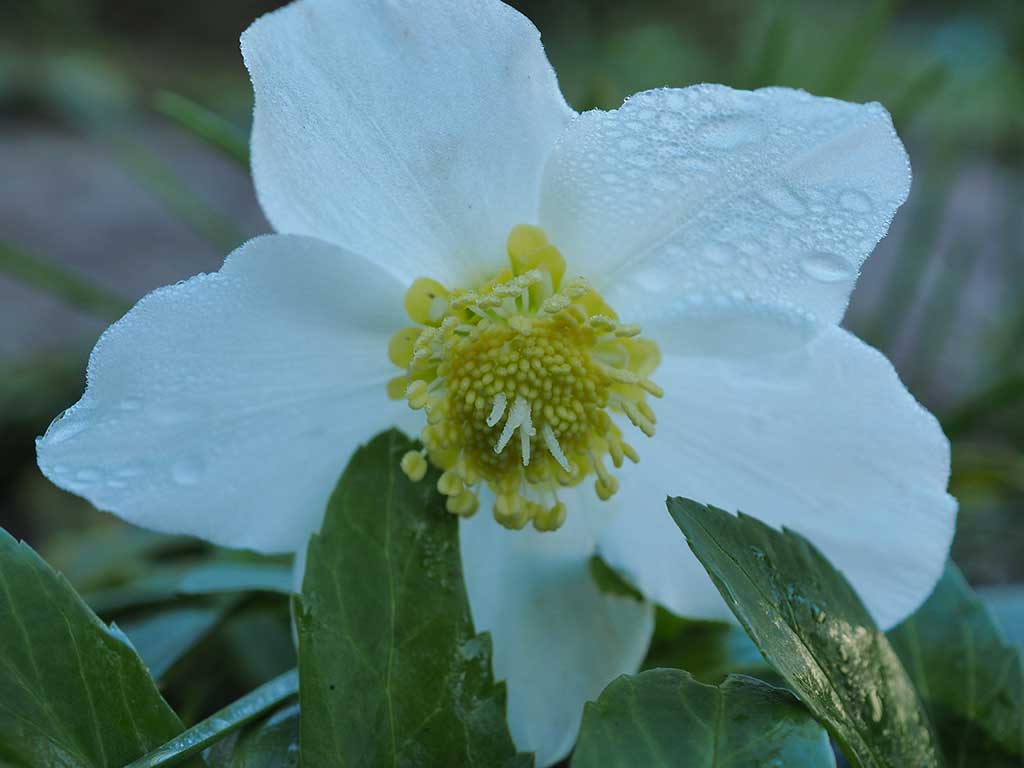 Das Foto zeigt die weiße Blüte einer Christrose.