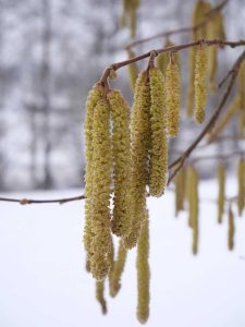 Das Foto zeigt die länglichen Kätzchen-Blüten der Haselnuss. Im Hintergrund ist eine Schneelandschaft zu erkennen.