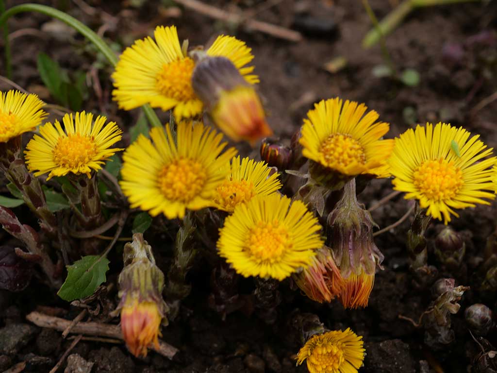 Das Foto zeigt die gelben Korbblütler-Blüten des Huflattichs.