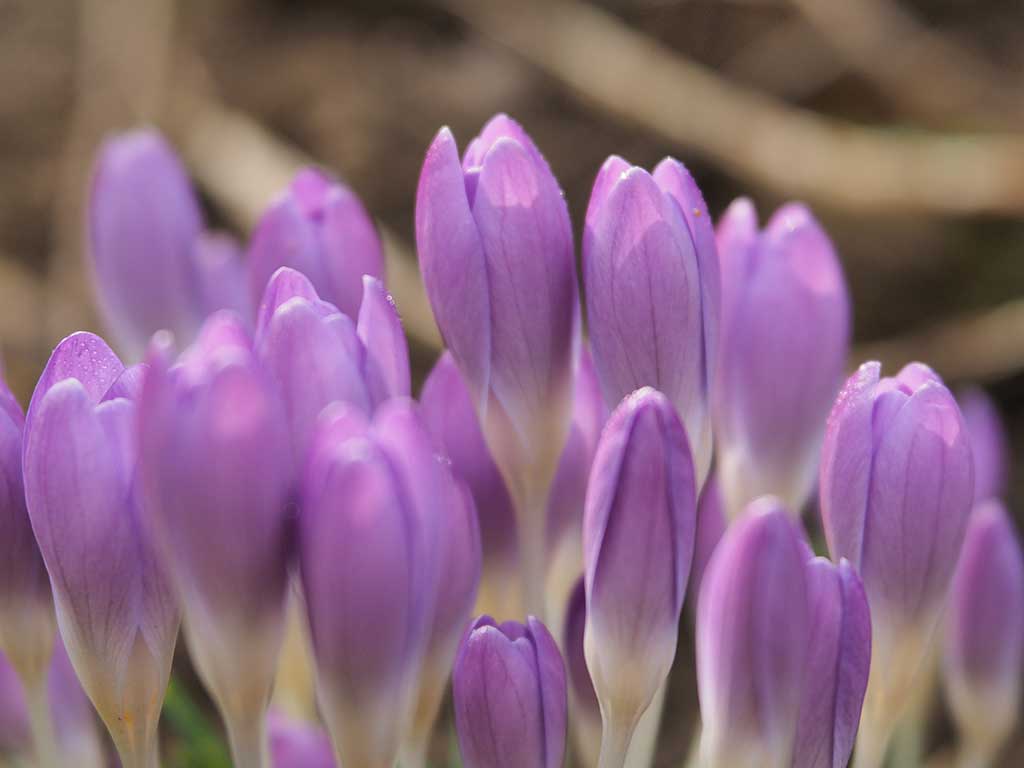 Das Foto zeigt viele lilafarbene Krokusblüten.