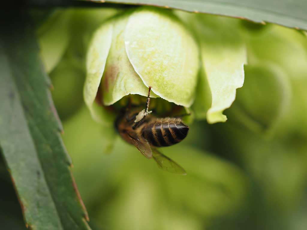 Das Foto zeigt die grüne Blüte der Stinkenden Nieswurz, die gerade von einer Biene besucht wird.