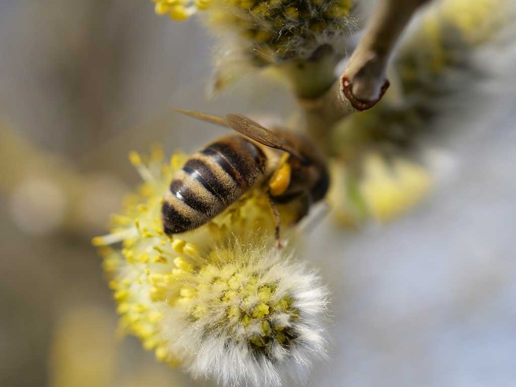 Das Foto zeigt eine Honigbiene mit gelben Pollenhöschen auf einem männlichen Weidenkätzchen.
