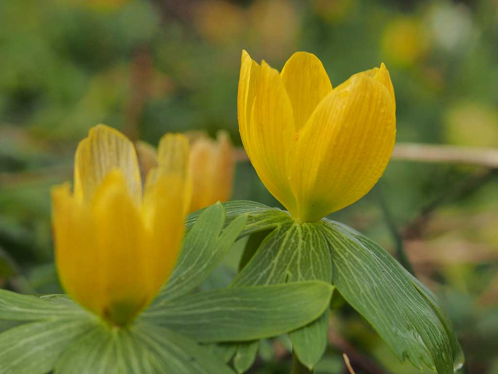 Das Foto zeigt die gelben Blüten des Winterlings oberhalb der grünen Hochblätter.
