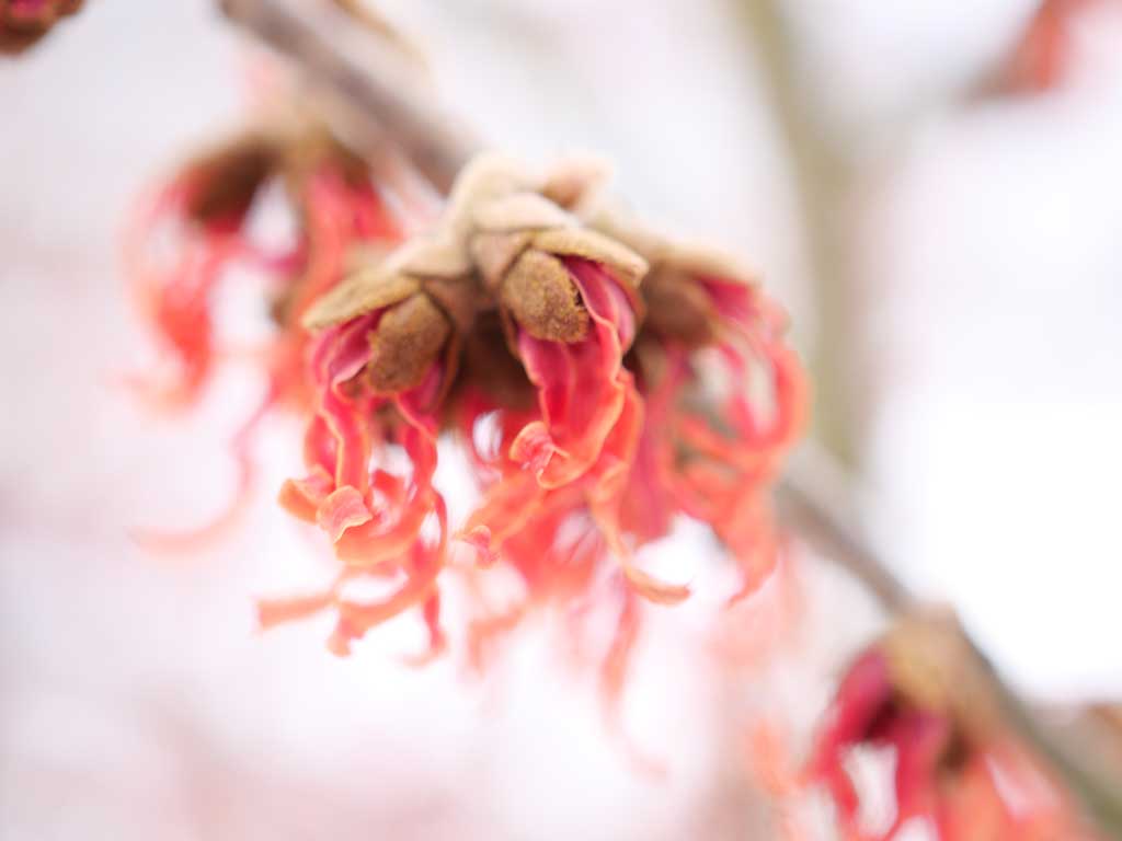 Das Foto zeigt auffällig büschlige Blüte einer rotblütigen Zaubernuss-Sorte.