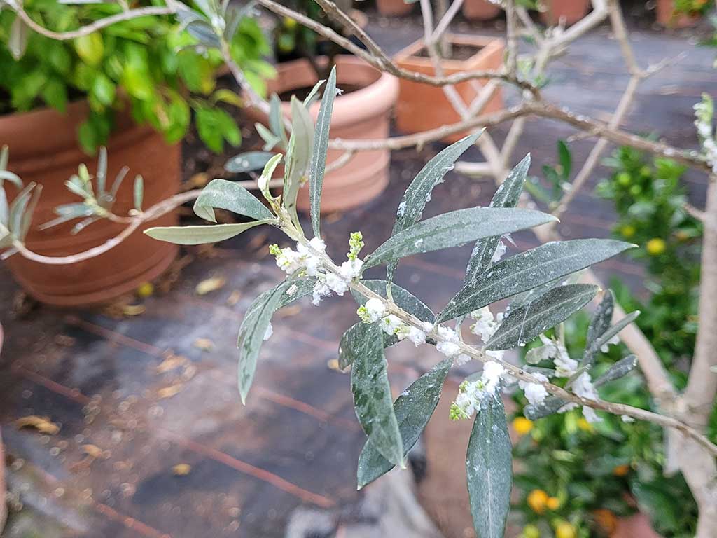 Trieb einer Olivenpflanze mit weißen wolligen Wachsausscheidungen des Olivenblattflohs