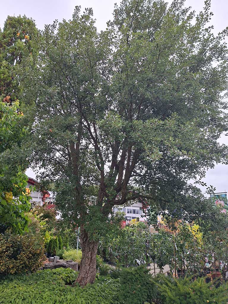 Gesamtansicht einer etwa 10 m hohen Korkeiche (Quercus suber)