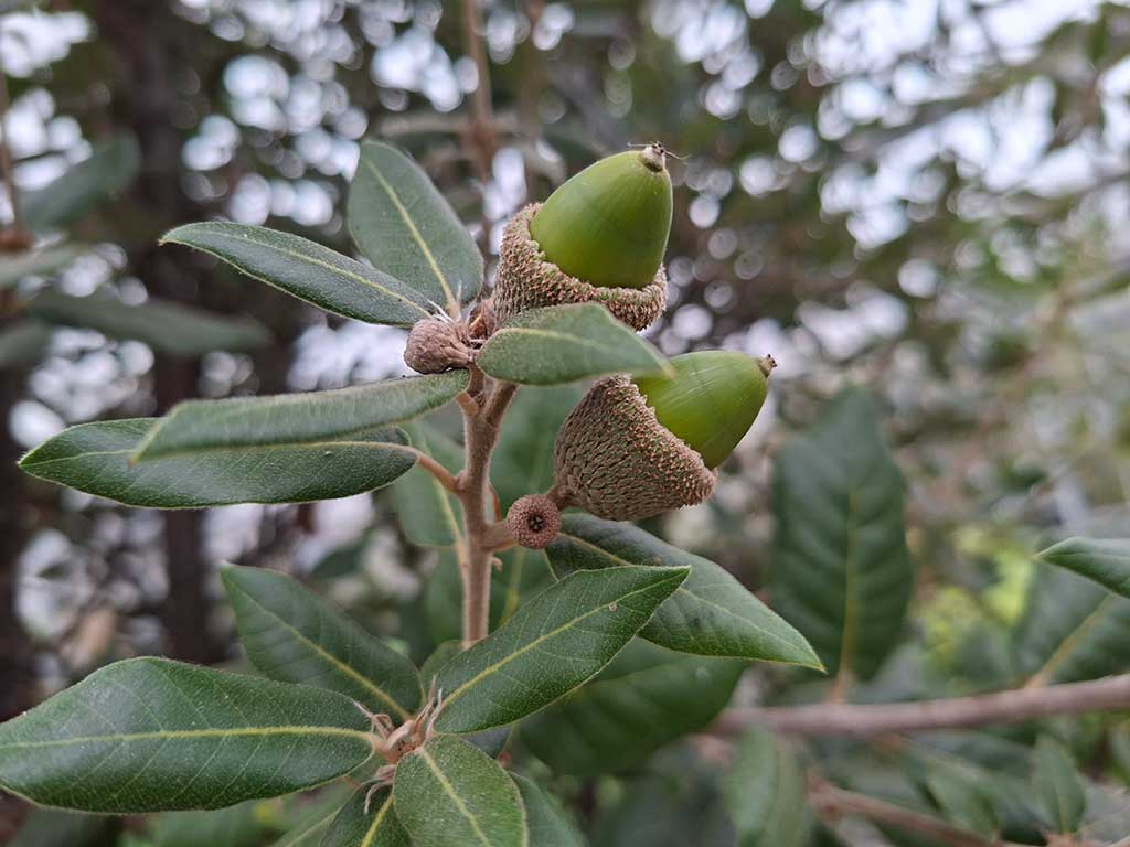 Trieb einer Steineiche (Quercus ilex) mit 2 Eicheln