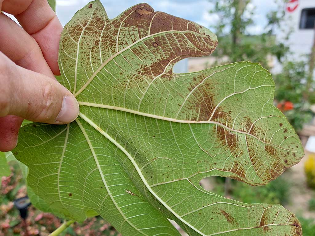 Sonnenbrandschaden auf der Blattunterseite eines Feigenblatts: unregelmäßig über die Blattunterseite verteilte braune Nekrosen