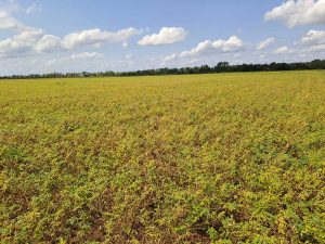 Kichererbsen in Hessen: Drei Jahre Praxiserfahrung  Potenziale und  Herausforderungen  Landesbetrieb Landwirtschaft Hessen