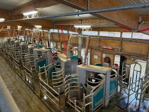 Innenansicht eines Melkstalls mit nebeneinanderstehenden Melkrobotern. Die Hälfte der Roboter sind mit Kühen besetzt, die anderen stehen leer. Die Außenwand besteht aus Holz. Die Decke aus Holzbalken und einem Wellblechdach.