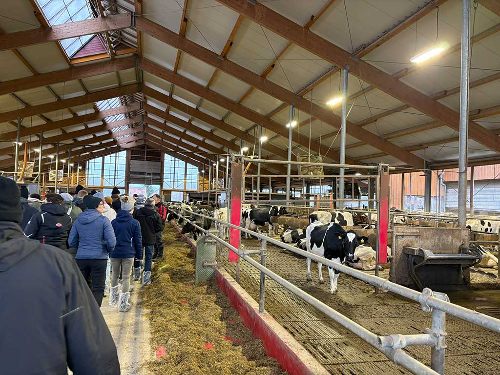 Innenansicht eines offenen und großen Milchkuhstalls. Menschengruppe läuft auf dem Futtertisch. Rechts sind Kühe zu sehen.