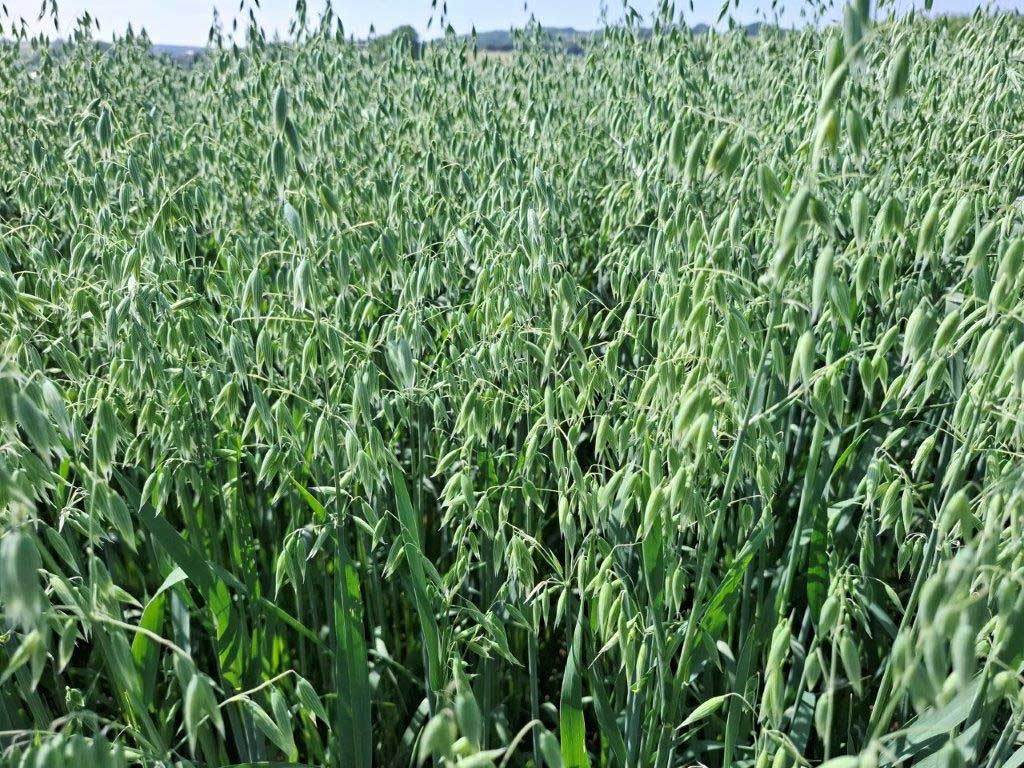 Versuchsfeld mit Sommerhafer