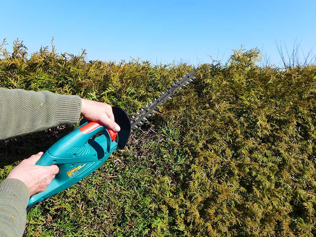 Auf dem Foto schneidet eine Person mit einer blauen Heckenschere eine immergrüne Lebensbaumhecke in Form.