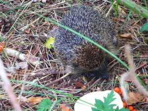 Das Foto zeigt einen Igel.