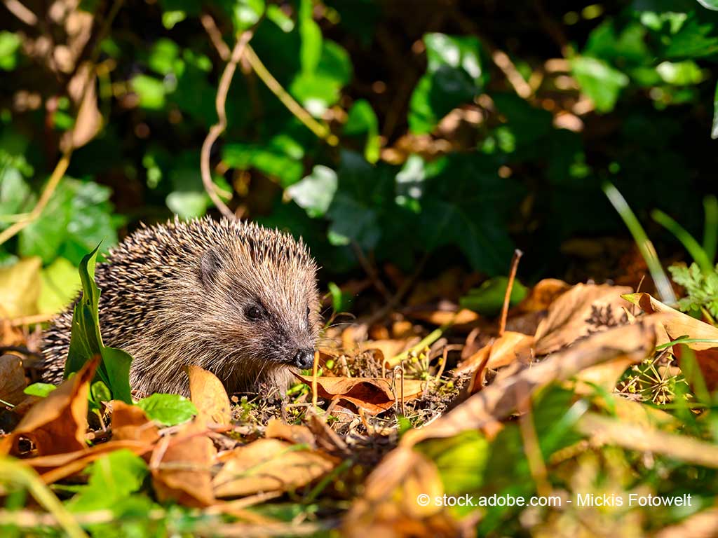Igel im Laub © stock.adobe.com - Mickis Fotowelt